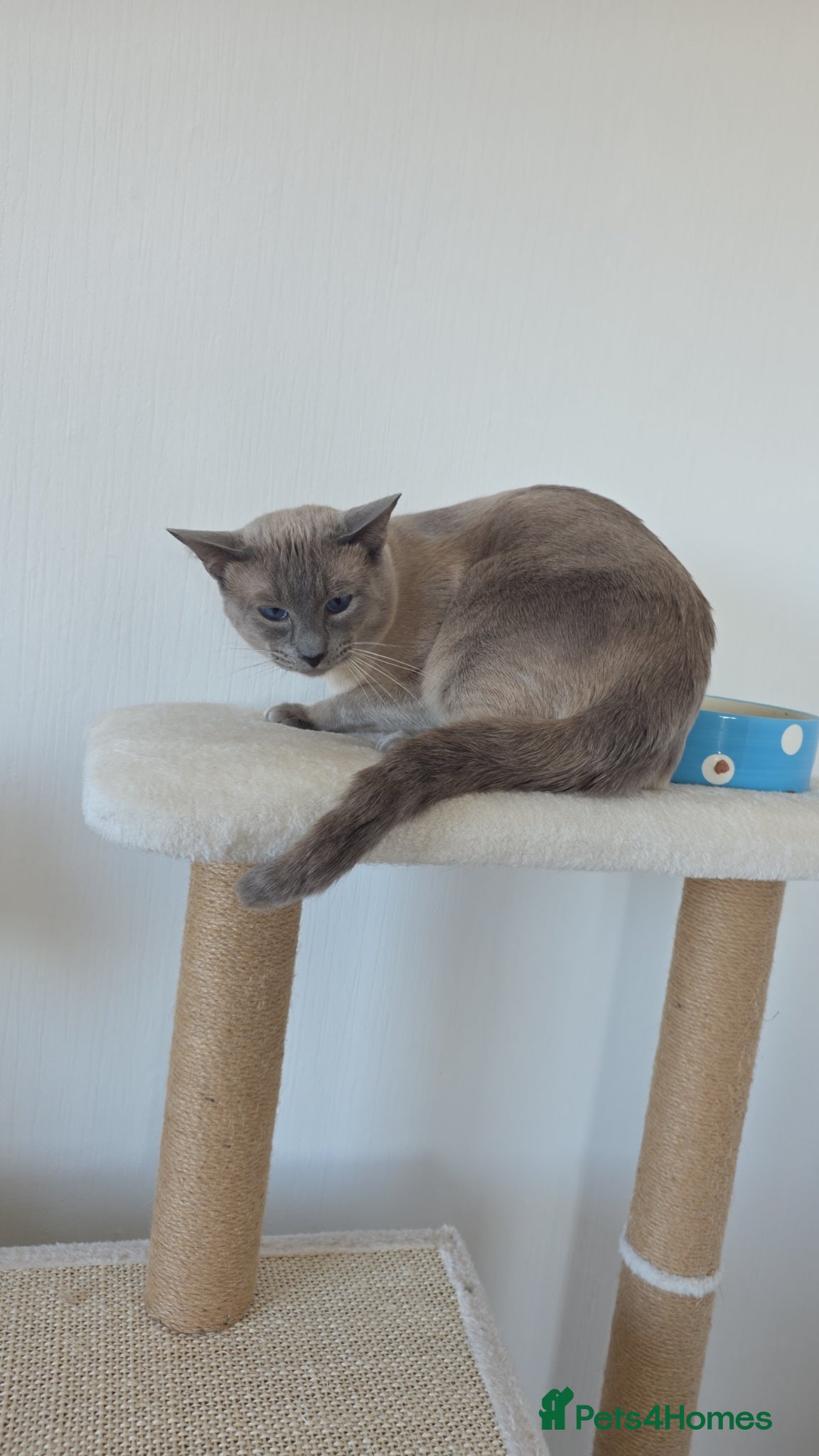 Siamese cats Blue point siamese  - Advert 9