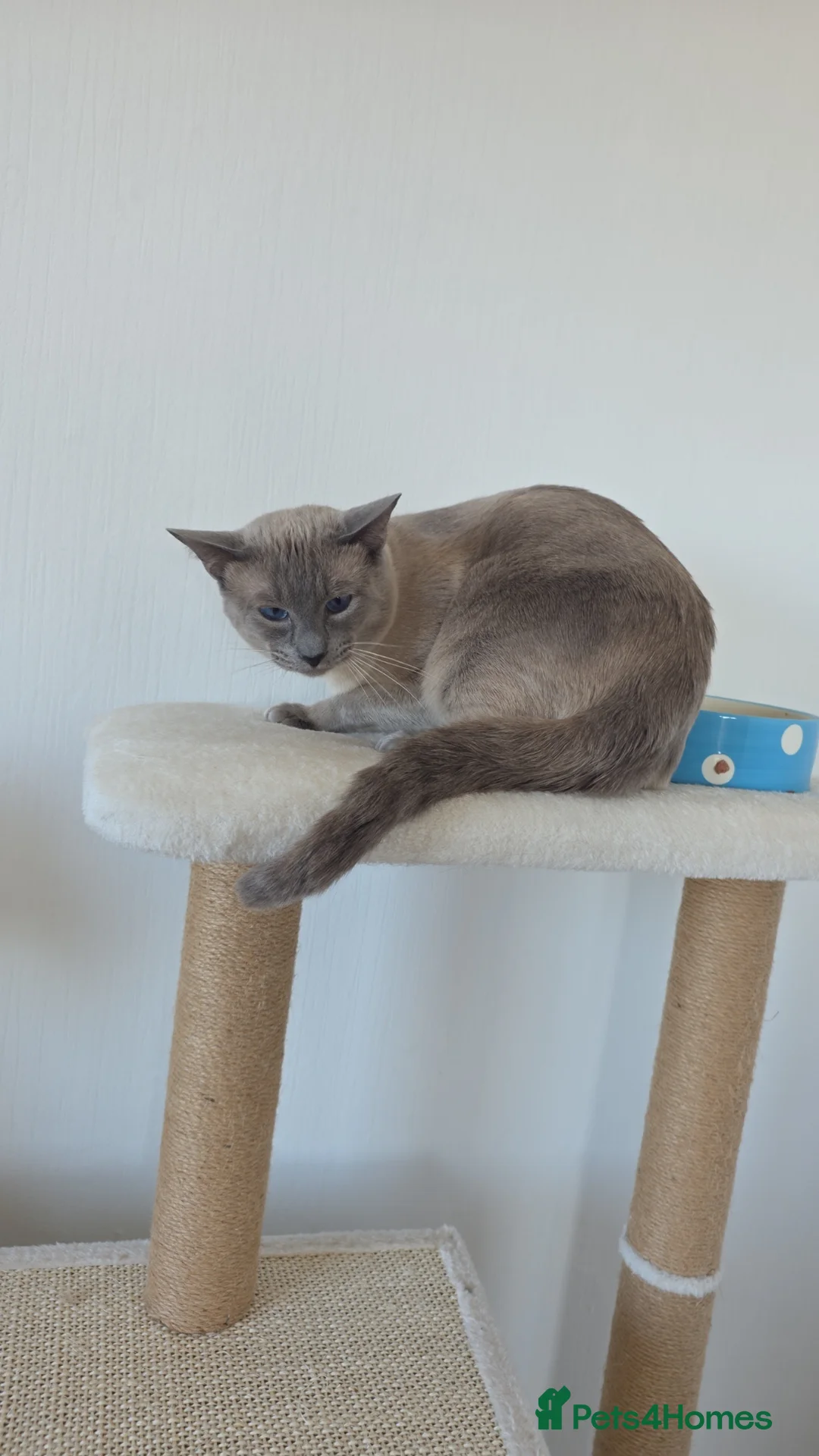 Siamese cats for sale: Blue point siamese  - Advert 1