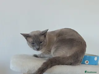 Siamese cats Blue point siamese - Advert 2