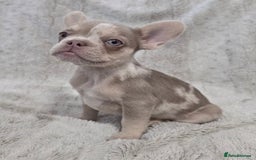 French Bulldog dogs for sale: French Bulldog Puppies - Image 4