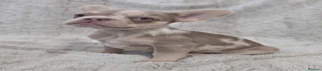 French Bulldog Puppy 2