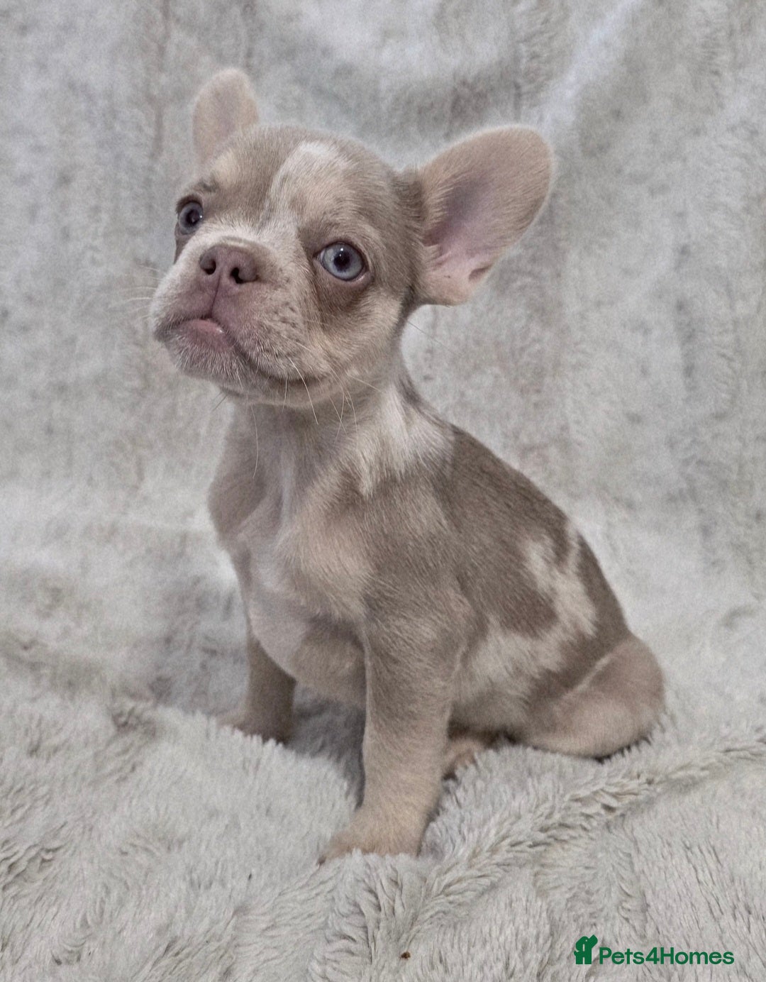 French Bulldog dogs for sale: French Bulldog Puppies - Image 4