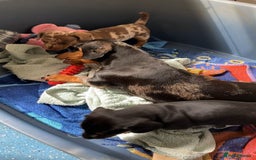 Miniature Dachshund dogs for sale: 2 Minature Dachshund dog pups - Image 7