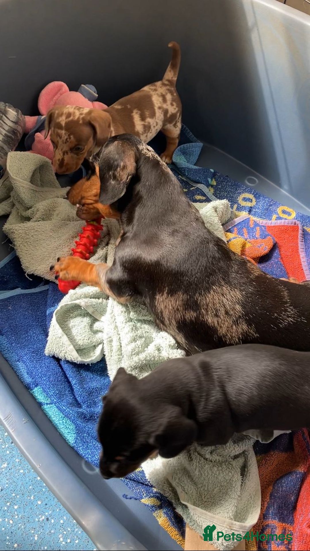 Miniature Dachshund dogs for sale: 2 Minature Dachshund dog pups - Image 7
