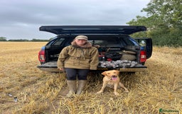 Labrador Retriever dogs for stud: Yellow lab for Stud  in Swadlincote - Image 1