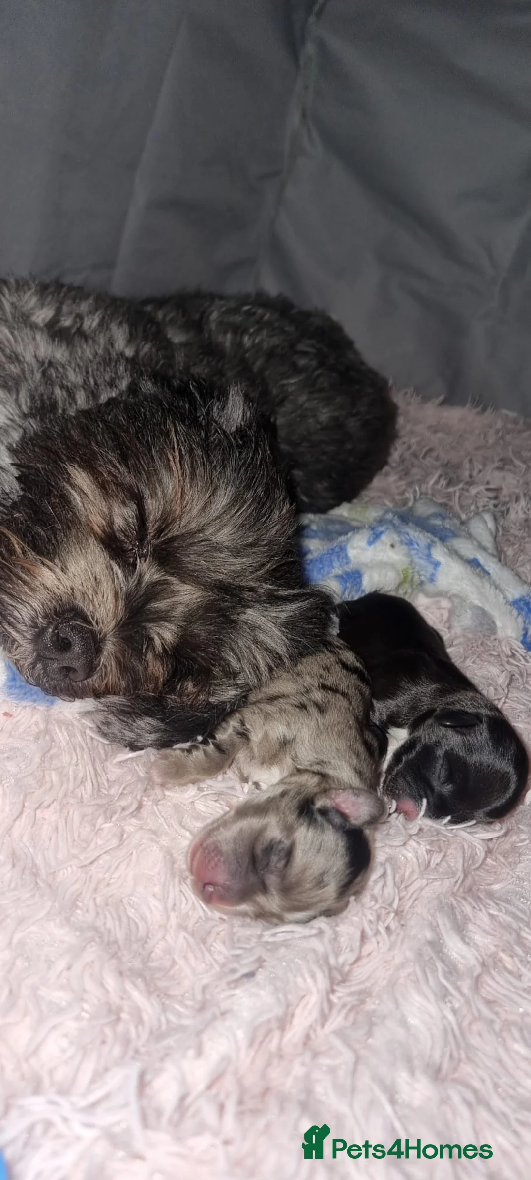 Mixed Breed dogs for sale:   **  Mauxie dog puppies  - Advert 8