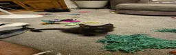 Maine Coon cats for sale: Maine coon kittens  - Advert 6