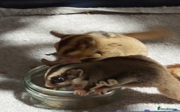Sugar Glider rodents for sale: 3 sugar gliders and full set up - Advert 4