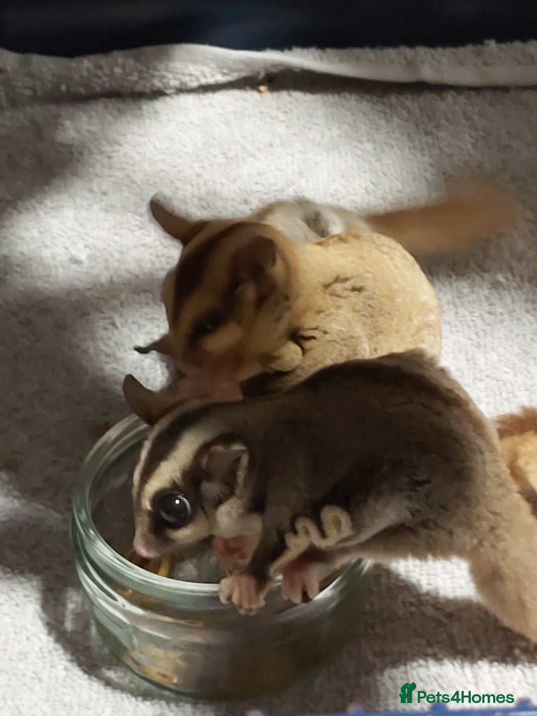 Sugar Glider rodents for sale: 3 sugar gliders and full set up - Advert 4