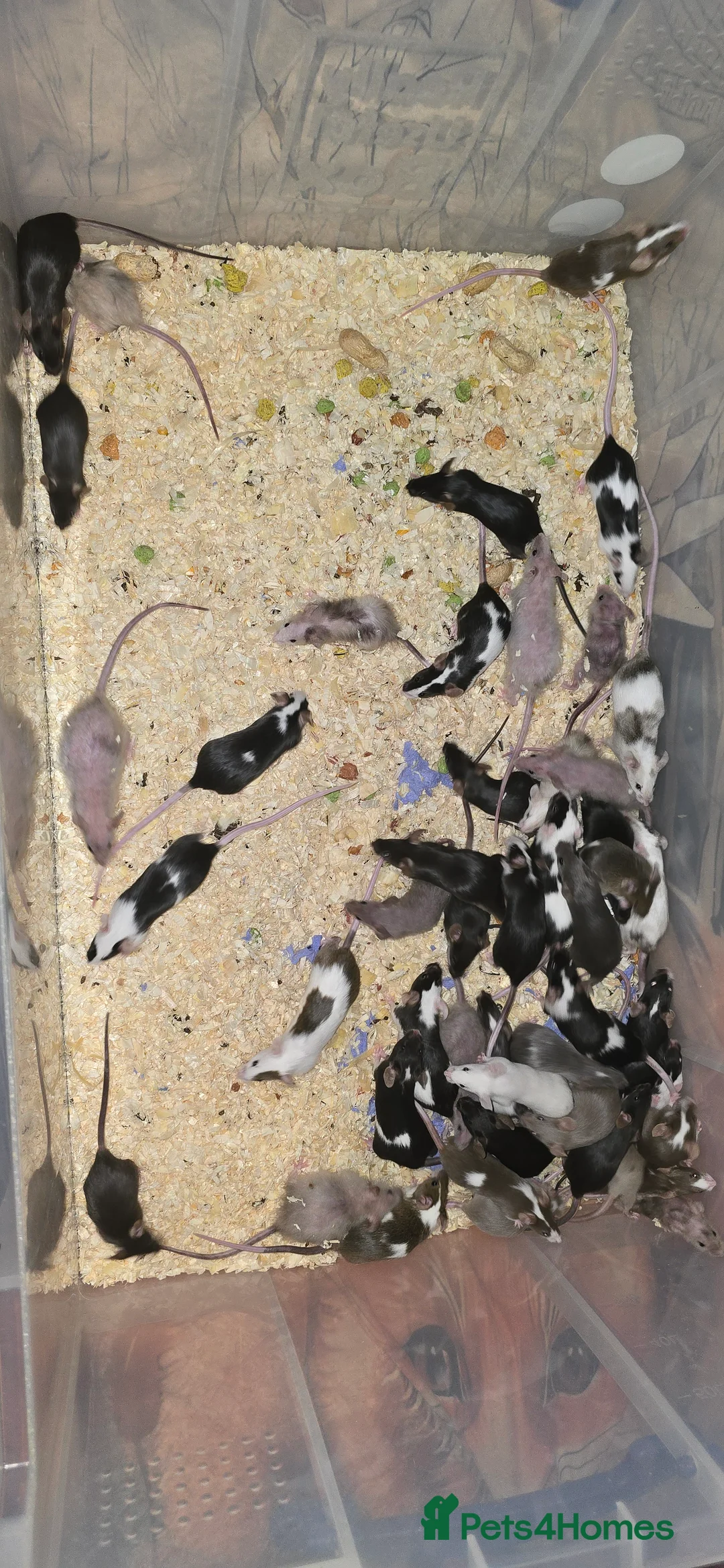 Mouse rodents for sale: Baby Fancy Mice, Mostly Females - Advert 4