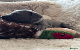 Weimaraner dogs for sale:  KC Reg Weimaraner Pups from Champion Bloodlines ✨ - Image 13