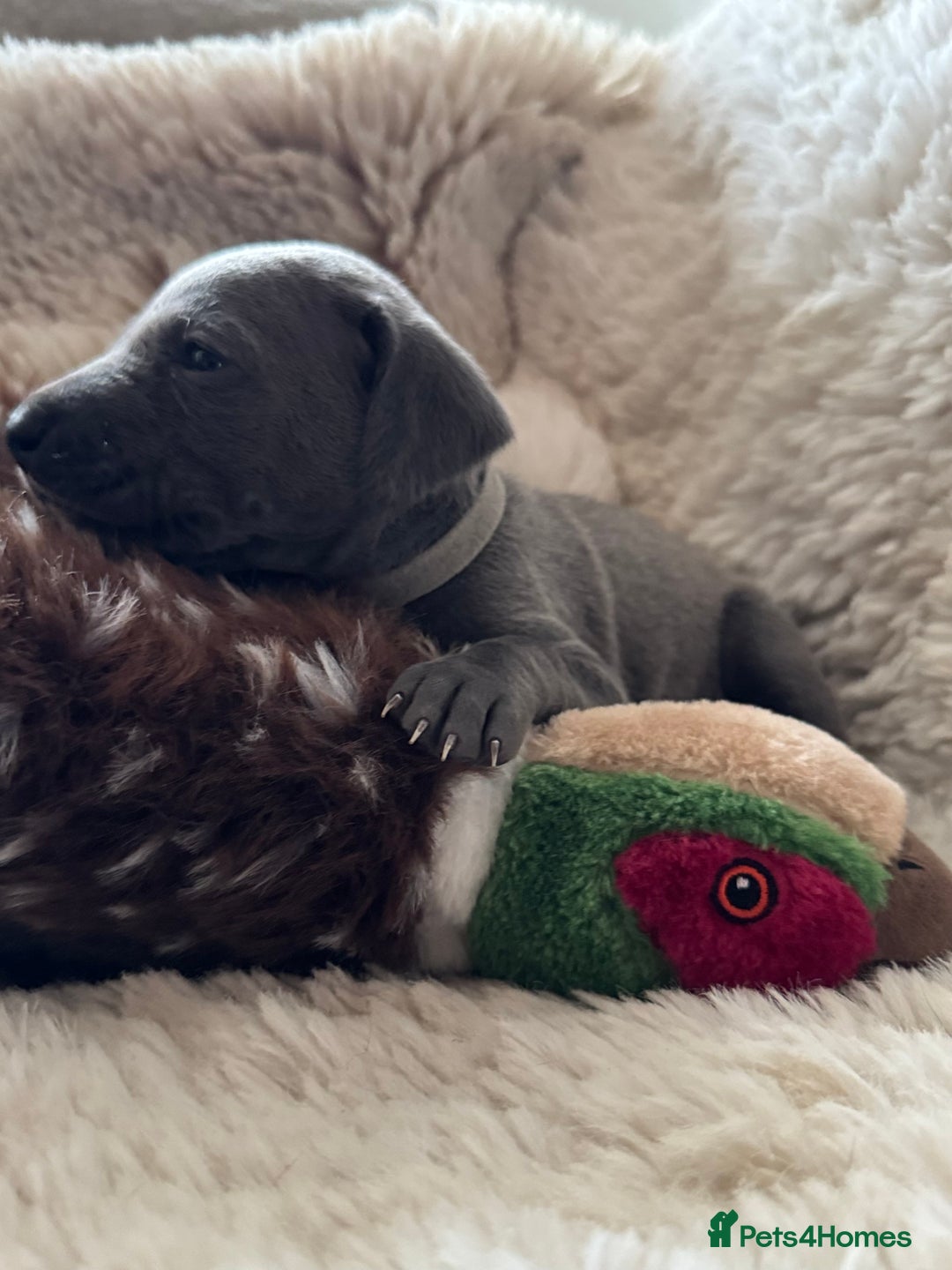 Weimaraner dogs for sale:  KC Reg Weimaraner Pups from Champion Bloodlines ✨ - Image 13