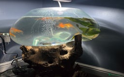 Fancy Goldfish fish for sale: Unique fish tank with stand - Image 5