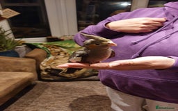 Cockatiels birds for sale: Baby cockatiels  - Image 2