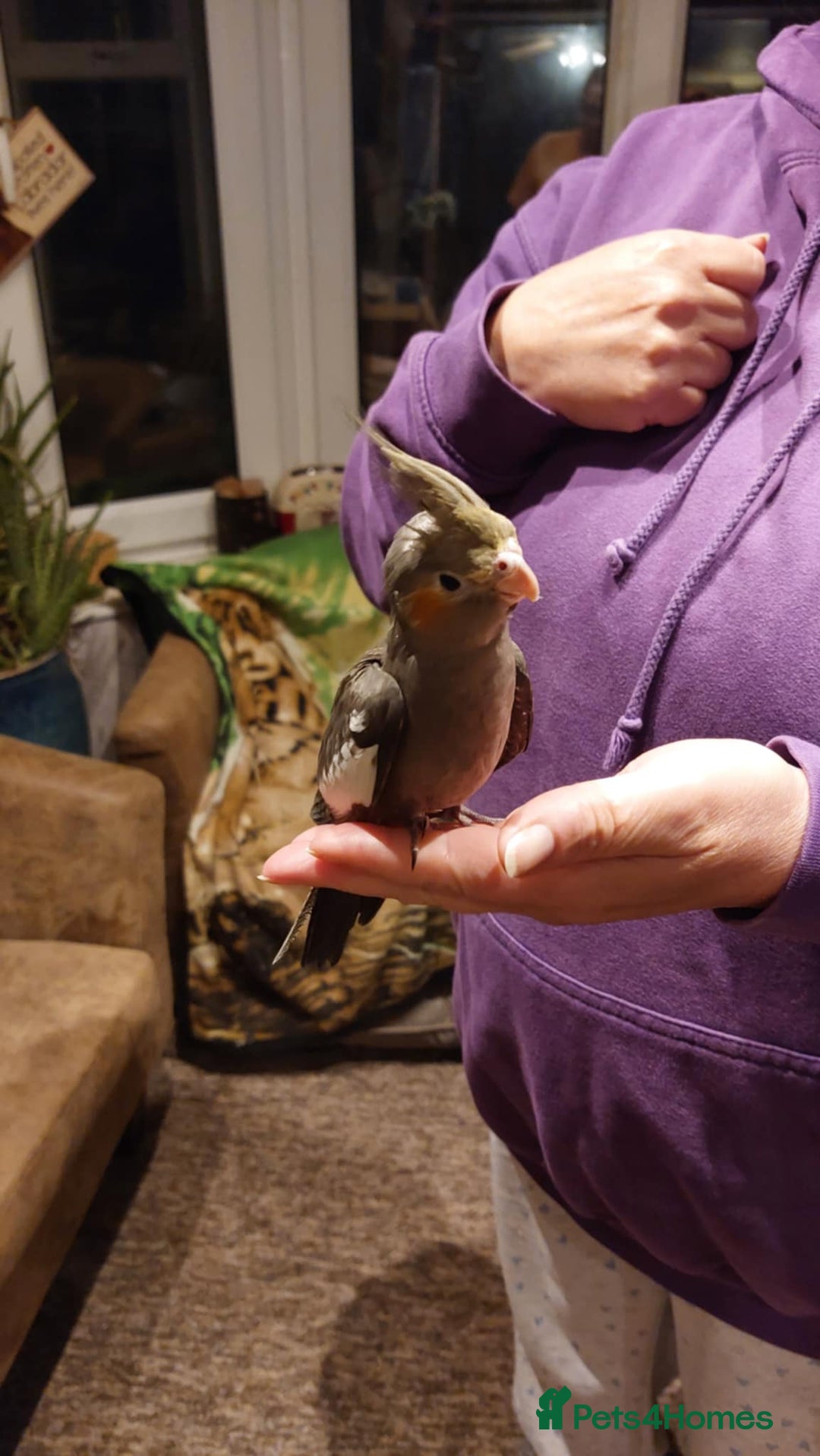 Cockatiels birds for sale: Baby cockatiels  - Image 2