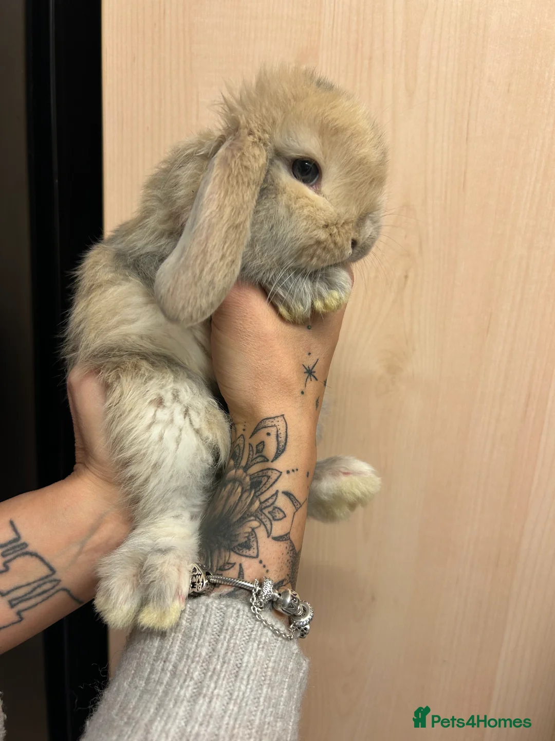 French Lop rabbits for sale: French lop babies - Advert 3