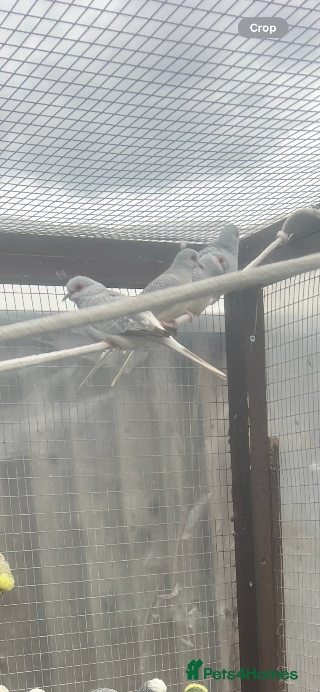 Doves birds for sale: Diamond doves  - Advert 4