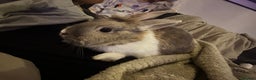Belgian Hares rabbits for sale: Beautiful friendly rabbit with cage - Advert 2