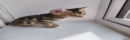 Bengal cats for sale: Pure Bengal kittens for sale - Advert 31