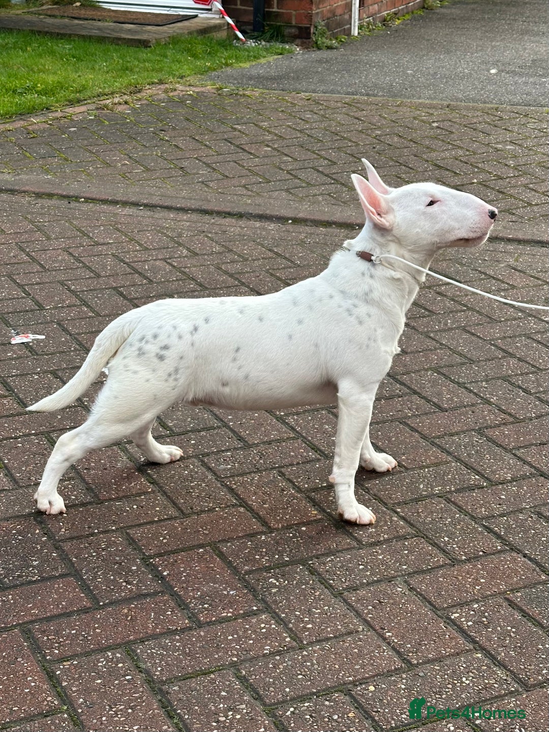 Miniature Bull terrier dogs for sale: Minature bull terrier male puppy - Advert 4