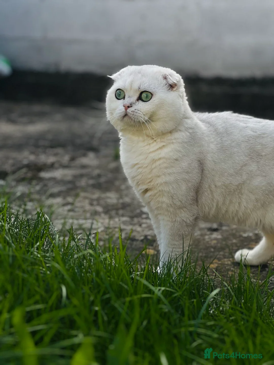 Scottish Fold cats for stud: 💎 Rare Silver Scottish Fold Stud Service in Cambridge - Advert 7