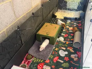 Guinea Pig rodents Female guinea pigs - Advert 1