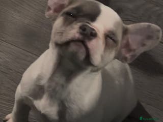 French Bulldog dogs Last 4 French bulldogs reduced - Advert 4