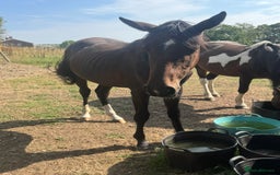 British Warmblood horses for sale: Larry long legs - Super Youngster  - Image 4