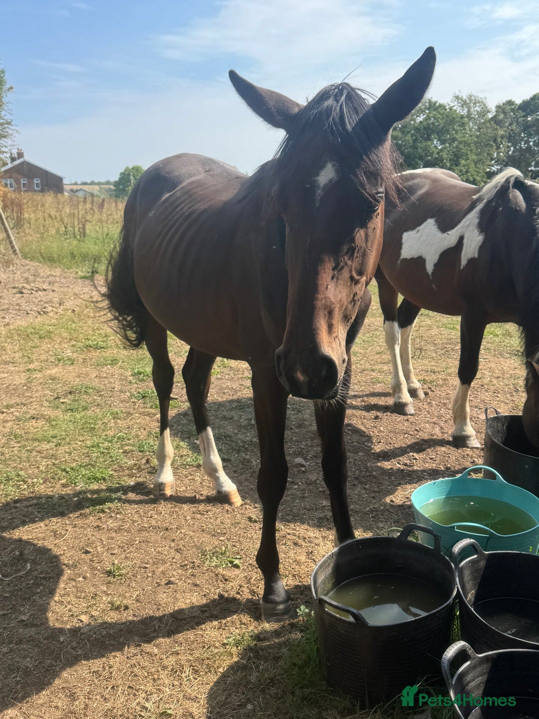 British Warmblood horses for sale: Larry long legs - Super Youngster  - Image 4