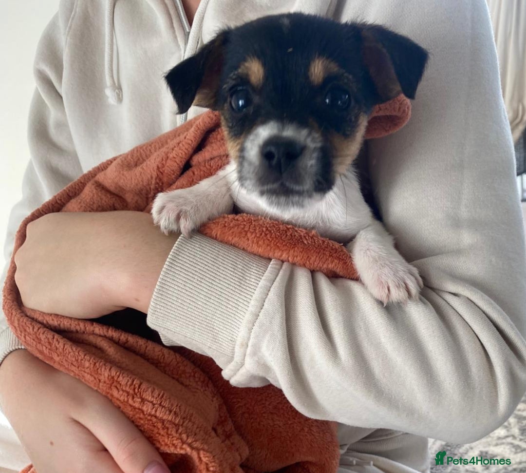 Jack Russell dogs for sale: Jack Russell pups  - Image 3