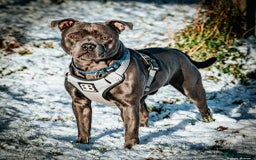 Staffordshire Bull Terrier dogs for sale: Staffordshire bull terrier  - Image 3