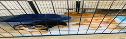 Cockapoo dogs for sale: Cockerpoo puppy  in Slough - Advert 2