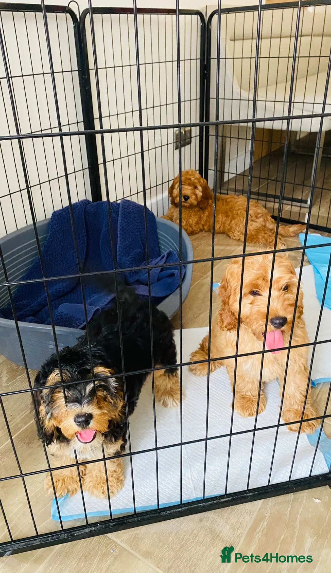 Cockapoo dogs for sale: Cockerpoo puppy  in Slough - Advert 2