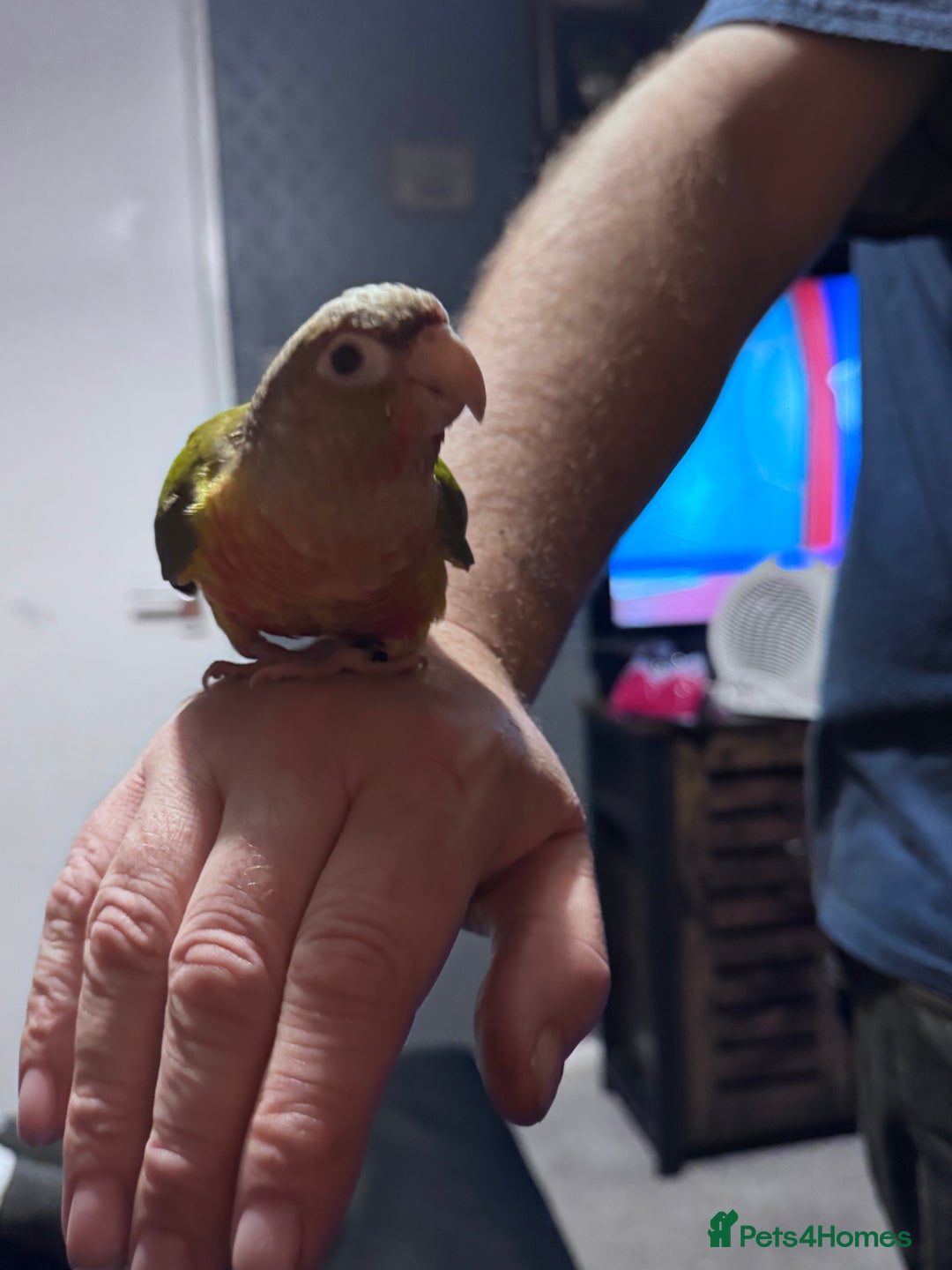 Conures birds for sale: Hand reared and hand tame Conures  - Advert 3