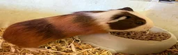 Guinea Pig rodents for sale: Boys and girls babies  - Advert 2