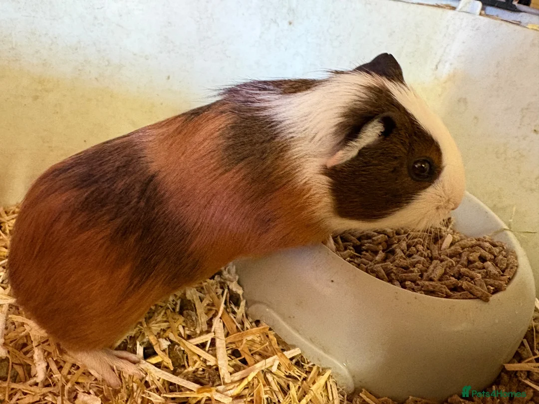 Guinea Pig rodents for sale: Boys and girls babies  - Advert 2