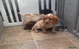 Cocker Spaniel dogs for sale: Beautiful cocker spaniel pups  - Image 2