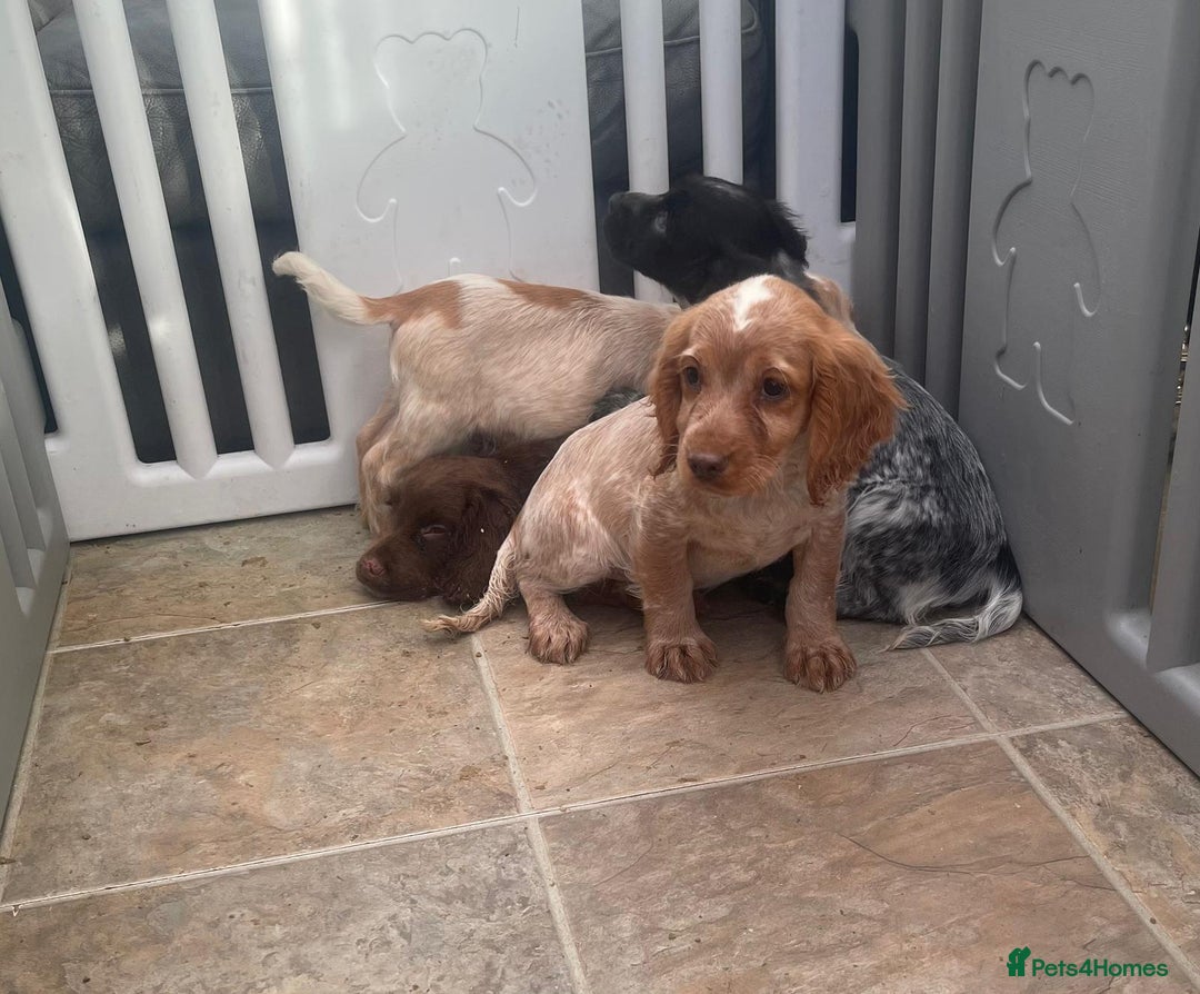 Cocker Spaniel dogs for sale: Beautiful cocker spaniel pups  - Image 2