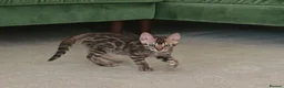 Bengal cats for sale: Cuddly and beautiful pedigree bengal kittens - Advert 28