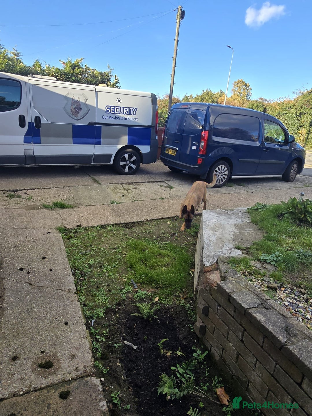 Belgian Shepherd Dog dogs for sale: Belgian Shepherd puppies - Advert 24