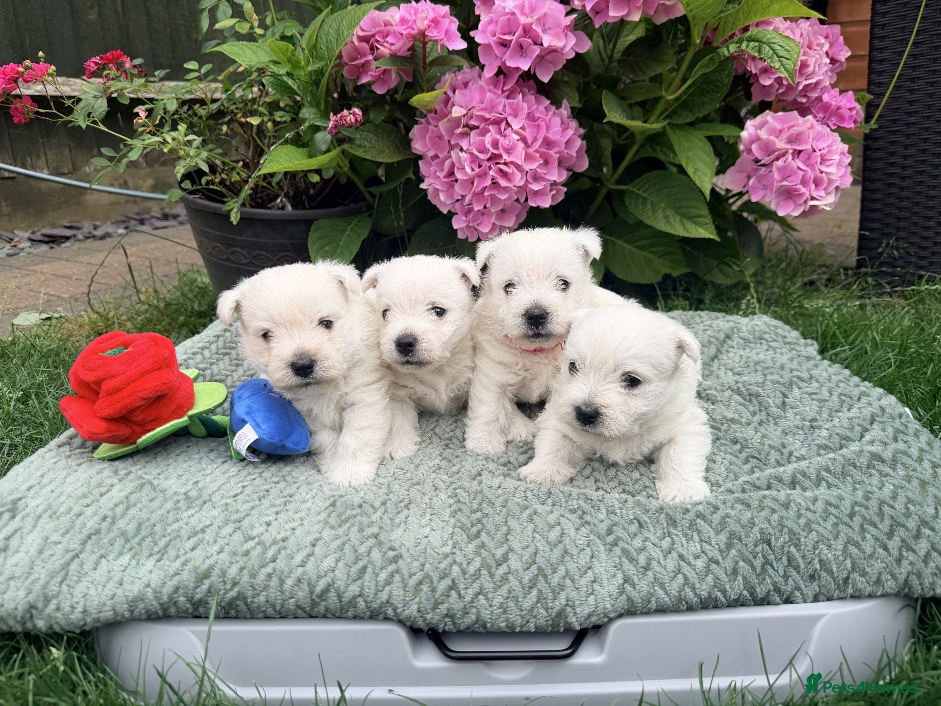 West Highland Terrier dogs Gorgeous West Highland Terriers - Advert 4