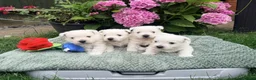 West Highland Terrier dogs for sale: Gorgeous West Highland Terriers in Tonbridge - Advert 1
