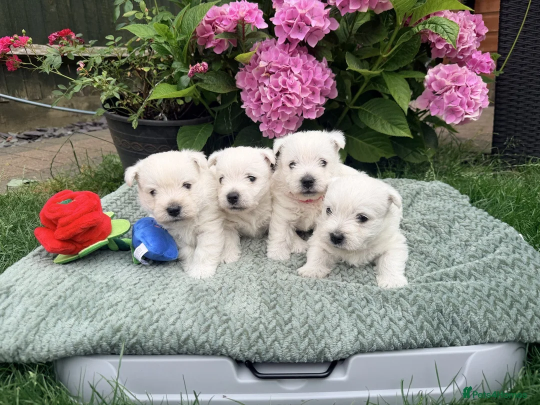 West Highland Terrier dogs for sale: Gorgeous West Highland Terriers in Tonbridge - Advert 1