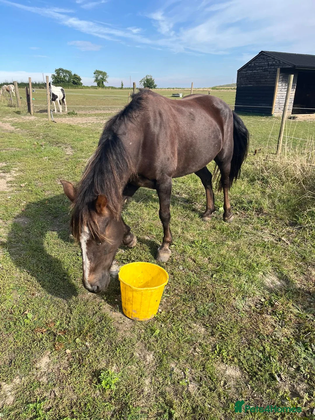 Dartmoor horses for sale: Willow - Advert 2