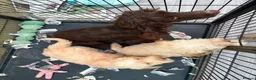 Cockapoo dogs for sale: Apricot Cockapoo's - Advert 7