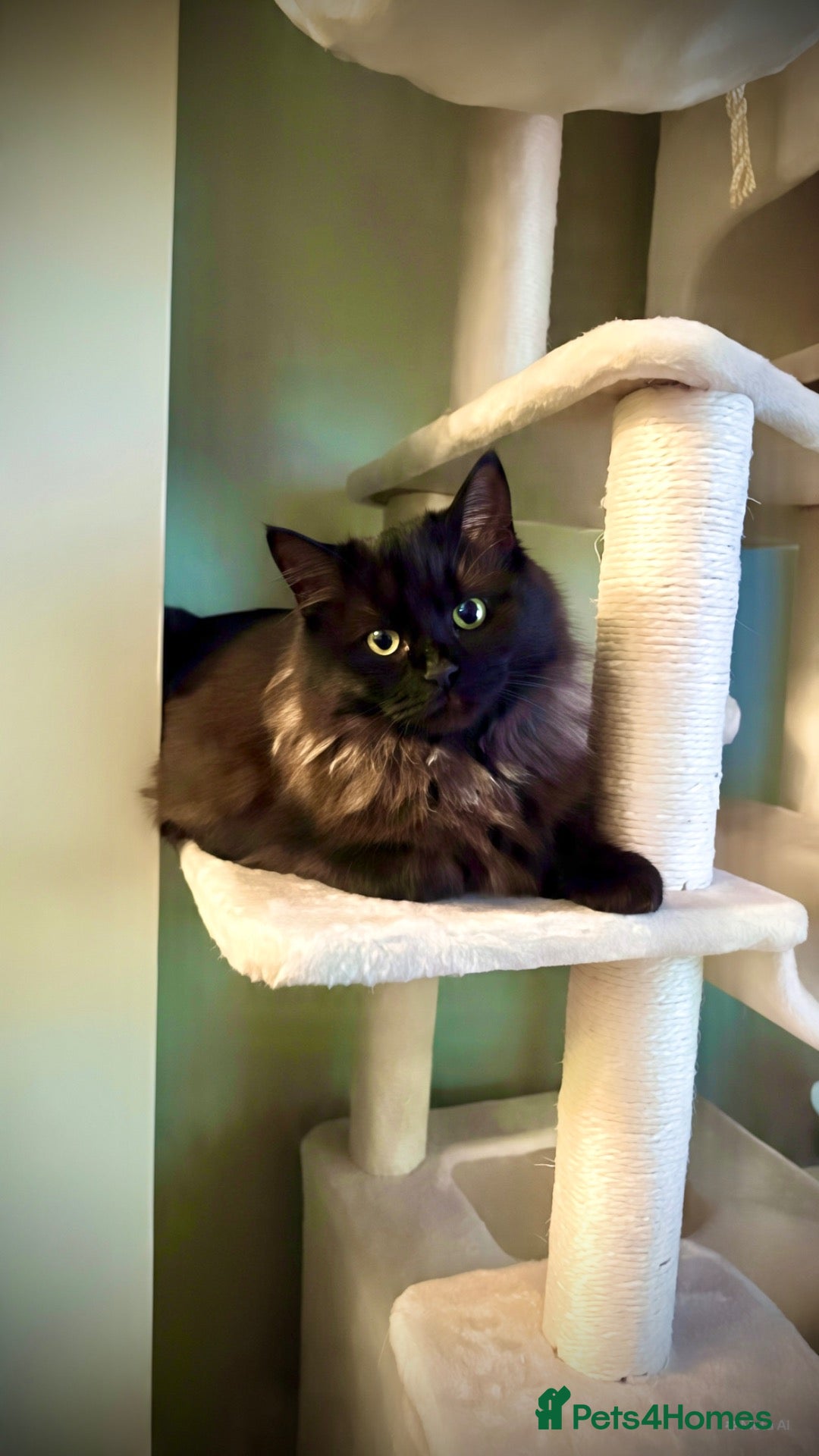 Ragdoll cats for sale: Two beautiful ragdoll brothers  - Advert 1
