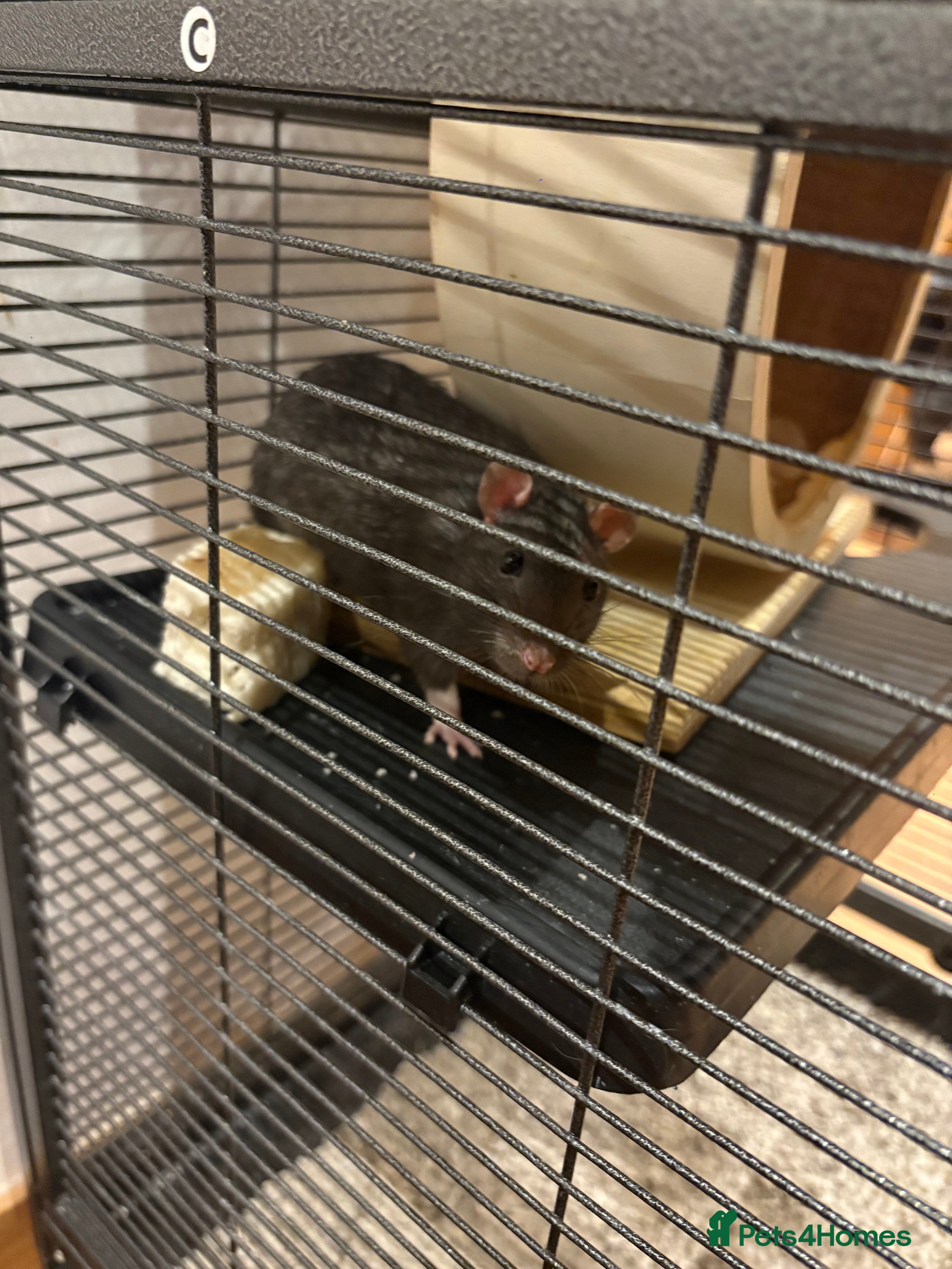 Rat rodents Rats with cage - Advert 1