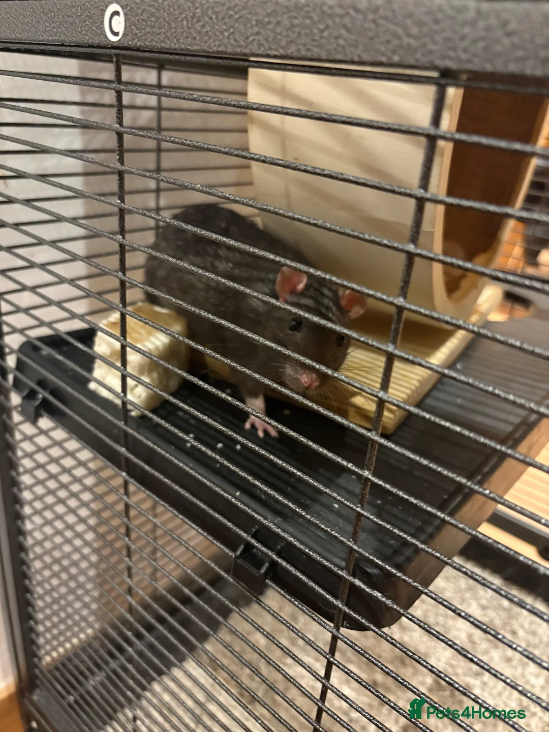 Rat rodents for sale: Rats with cage - Advert 1