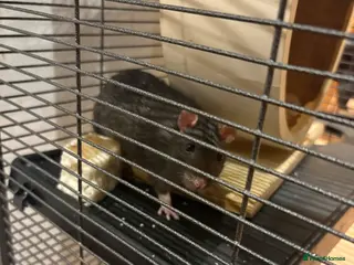 Rat rodents Rats with cage - Advert 1