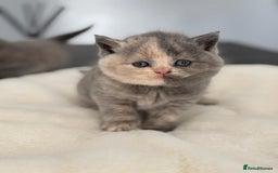 British Shorthair cats for sale: 2 LITTERS GCCF HEALTH TESTED BSH KITTENS - Image 7